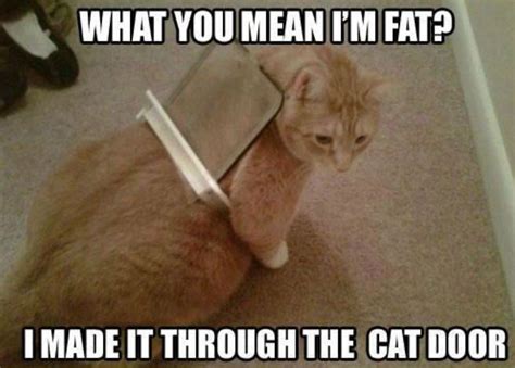 Find The Wonderful Fat Cat Memes Funny Hilarious Pets Pictures