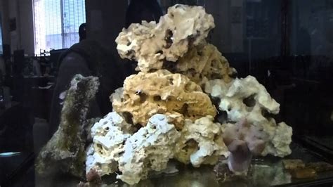 Biocube 29 After Stable Start First Corals Go In Youtube