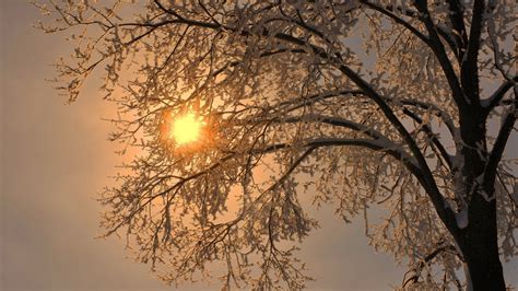 Nature Trees Branch Winter Snow Frost Sun Simple