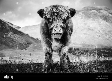 Beautiful Highland Cattle Black And White Stock Photos And Images Alamy
