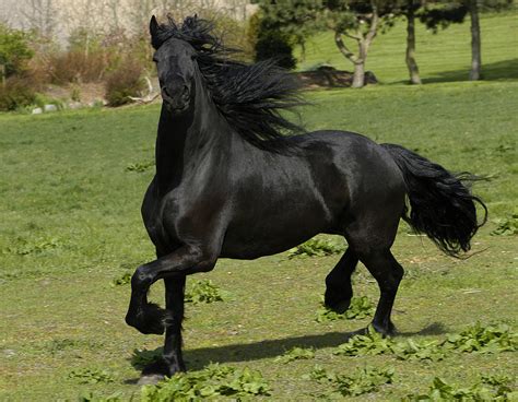 Friesian Horse In Galop Photograph By Michael Mogensen