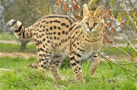 Cat That Looks Like A Cheetah Wild Cats African Wild