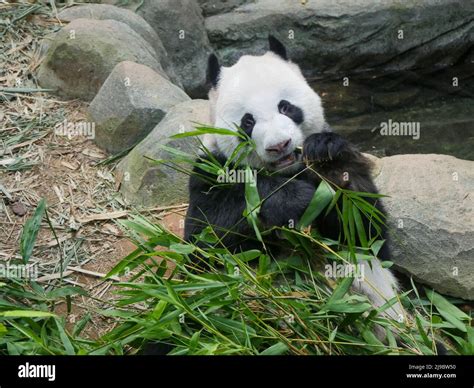 Giant Panda Eating Bamboo Shoots And Leaves The Giant Panda