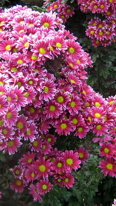 Download Wallpaper 1080x1920 Chrysanthemums Flowers Garden Green