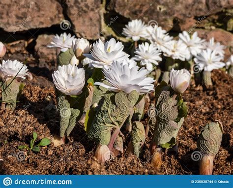 Decorative Cultivar Of The Bloodroot Sanguinaria Canadensis Multiplex