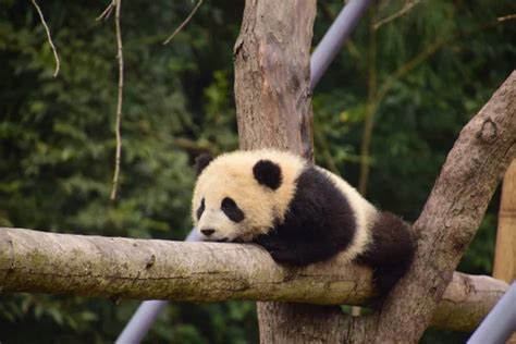 Sleeping Giant Panda Baby — Stock Photo © Silverjohn 12178072