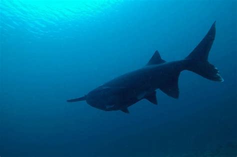 The Elusive Quarry Shark Hunt Indy Dive Center