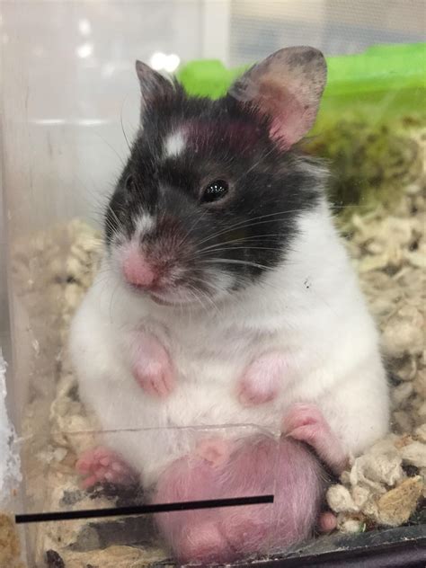 This Gross Hamster At Petco Rawwtf
