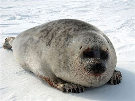 State Petitions Federal Government To Delist Arctic Ringed Seals Under