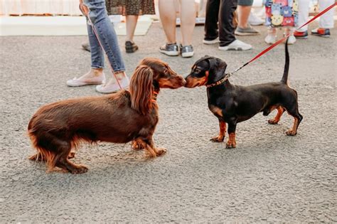 Dos Perros Salchicha Se Conocen Y Se Saludan Con La Nariz Pasear A Los Perros Espacio Apto