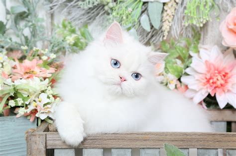 A cool cat is a happy cat! How Can You Do A Persian Cat Adoption? | White persian ...