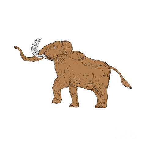 Woolly Mammoth Prancing Drawing Digital Art By Aloysius Patrimonio Pixels
