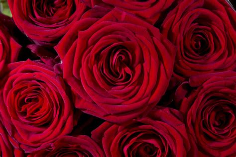 Check out our valentine flowers selection for the very best in unique or custom, handmade pieces from our shops. Where Valentine's Day Flowers Are Grown, And How To Find ...
