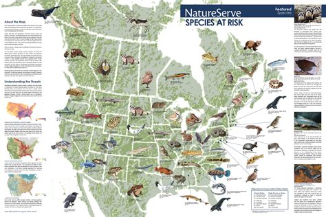 Species At Risk Wall Map By Nicholas Moy At