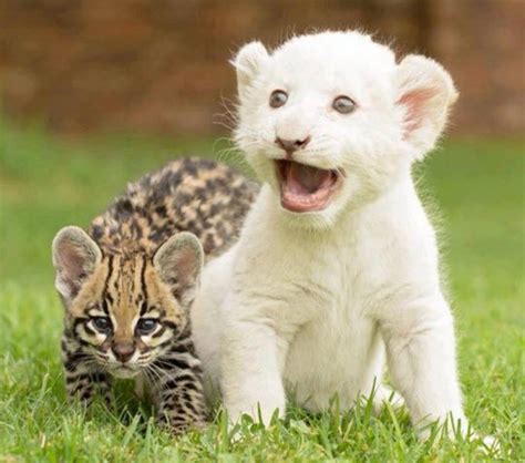 19 Pictures Of Big Cats Being Cute