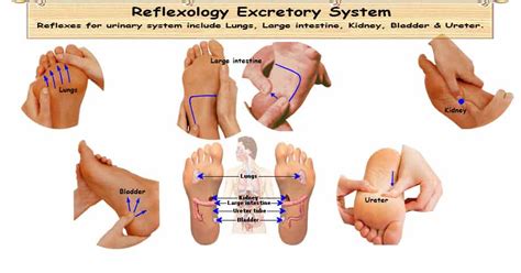 Reflexology Excretory System 5 Organ Reflexes For Proper Excretion