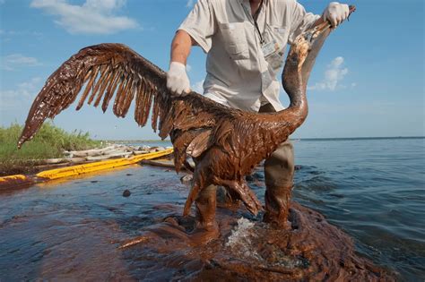 The Gulf Oil Spill Isn T Really Over Even Five Years Later Science Smithsonian Magazine