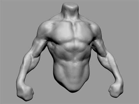 3D Male Torso Model TurboSquid 1430539