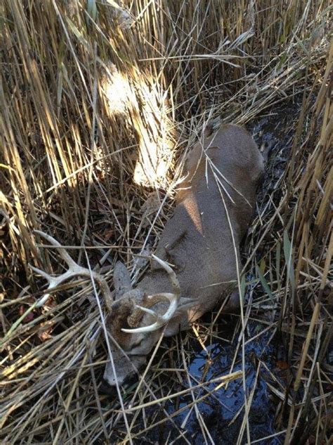 Maryland Whitetail And Sika Deer Hunting Photo Gallery