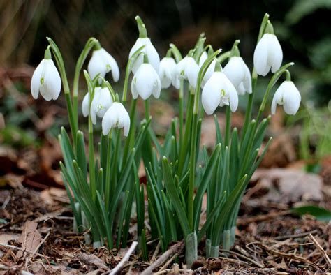 Snowdrop Bulb Extract 201 Galanthus Nivalis Natural Alchemy
