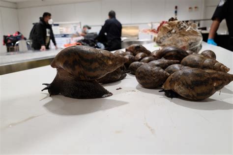 Invasive Giant African Snails Seized At Jfk Airport Officials