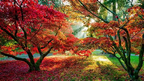 Wallpaper Maple Trees Red Leaves Sun Rays Autumn