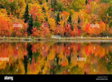 Autumn Reflections In Gryphon Lake Stock Photo Alamy