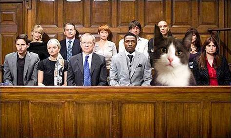 Cat Jury Duty
