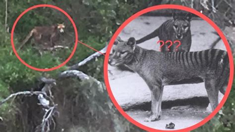 Bellarine Tasmanian Tiger Sighting Theory Over Bellarine