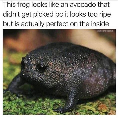 Sad Frog Meme