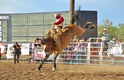 World Famous Miles City Bucking Horse Sale — Kimes Ranch