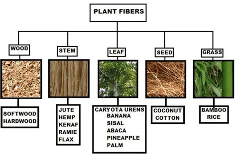 Plant Fibres Properties Types And Uses Textile Blog