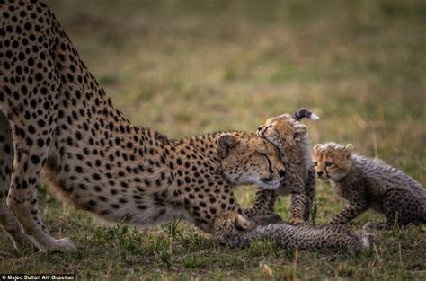 Running Wild Mother Cheetah Has Six Cubs Keeping Her Busy By Jumping