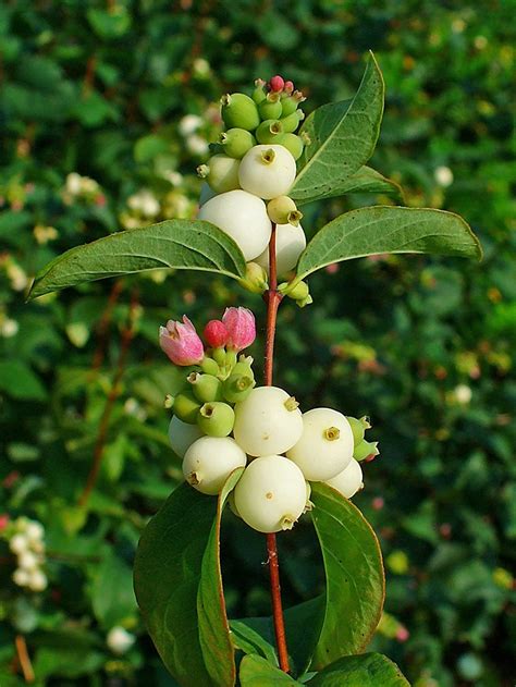 10 Common Snowberry White Berries Pink Flowers Symphoricarpos Alba Shrub Seeds Uk