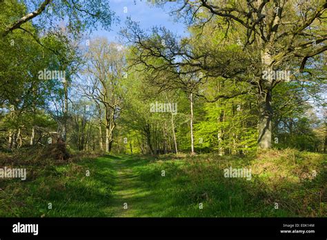 Bruern Wood Summer Hi Res Stock Photography And Images Alamy