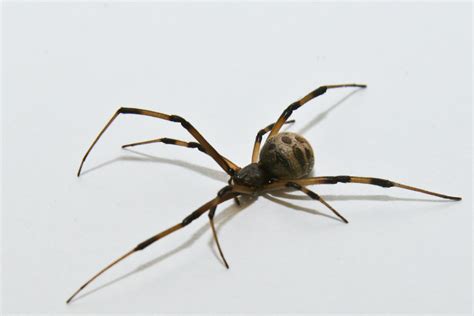 Be Aware Of Brown Widow Spiders Gardening In The Panhandle