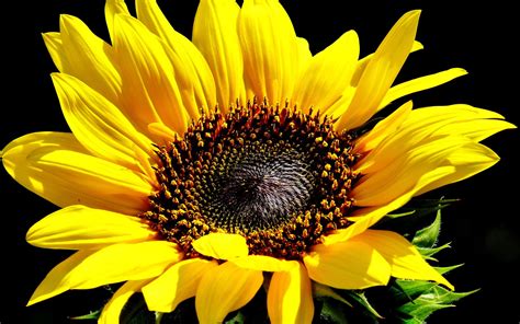 Die 67 Besten Sonnenblume Hintergrundbilder