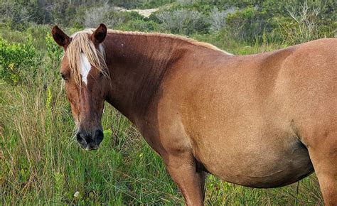 June Treated For Pythiosis Corolla Wild Horses Corolla Wild Horse Fund