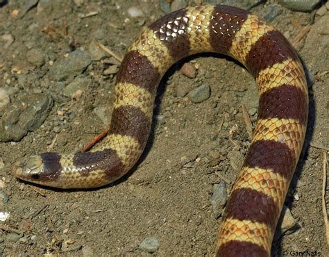 Nevada Shovel Nosed Snake Chionactis Occipitalis Talpina