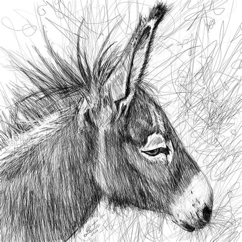 Donkey Pencil Portrait 2 Drawing By Fabrizio Cassetta Pixels