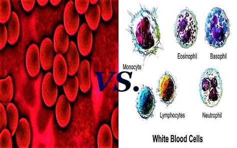 Difference Between Red Blood Cells And White Blood Cells