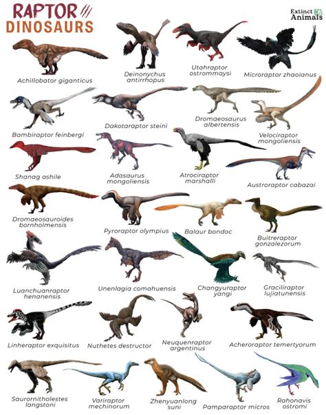 Raptor Dinosaurs Facts List Pictures