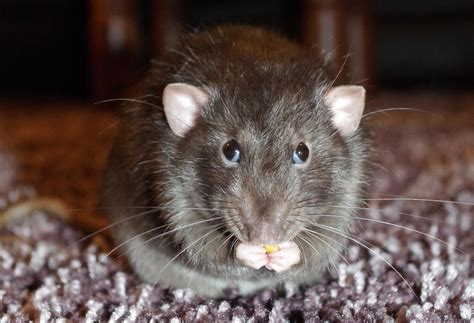 World S First Human Case Of Rat Disease Found In Hong Kong
