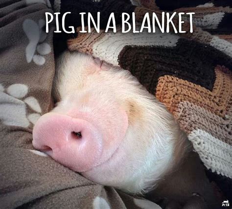 Pig In A Blanket Cute Piggies Cute Pigs Pig