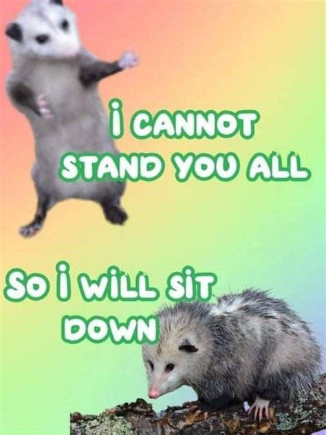 Pawsome Possum Memes Taking Life To The Extremes Funny Memes Awesome Possum Cute Memes
