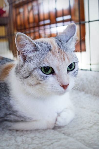 Pastel Calico Cat Stock Photos Pictures And Royalty Free Images Istock