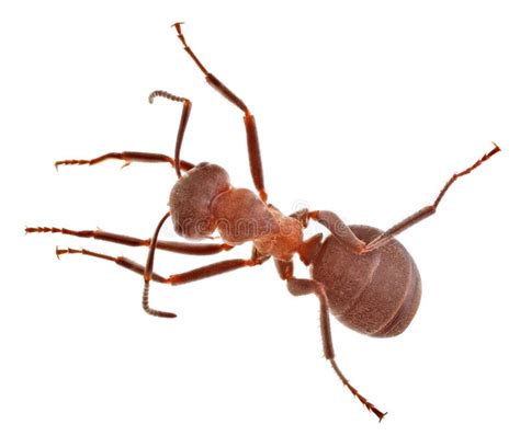 Single Large Brown Forest Ant Isolated On White Stock Photo Image Of