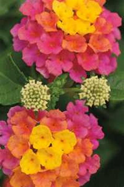 Our perennials come in a huge range of flower and foliage colors, heights and shapes, giving you an endless opportunity to express your creativity. L03905 - Landmark™ Sunrise Rose Lantana