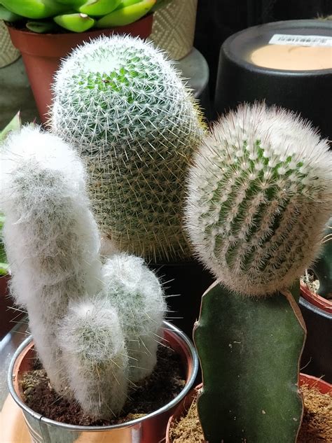 When we look at the retail nursery industry, maybe 5% represents cacti and succulents. Kaktus mix | Turku | Viherlassila