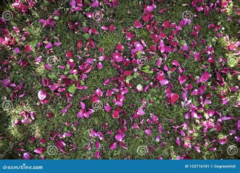 Purple Flower Petals On The Grass On A Sunny Summer Day Stock Image